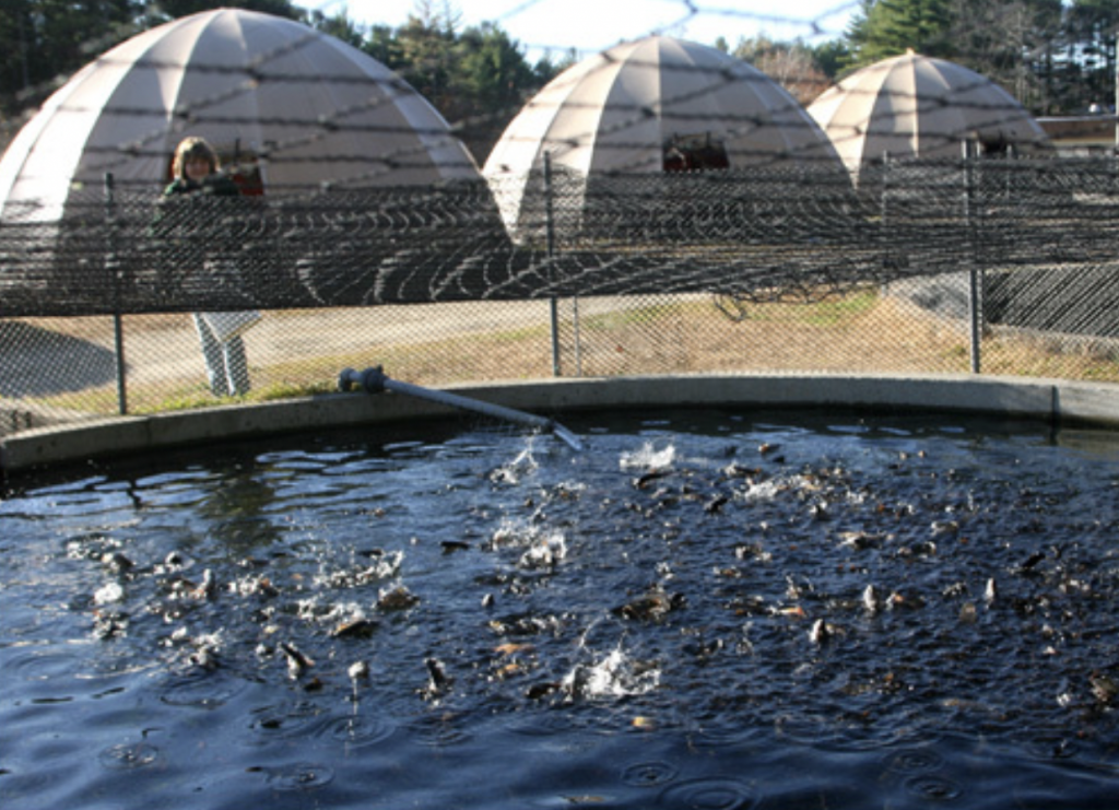Visit the Milford Fish Hatchery! Milford Kids Thrive