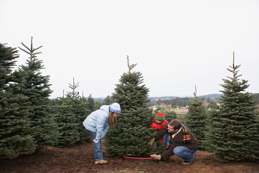 Cut your own Christmas Tree...local tree farms, or a trip to the White