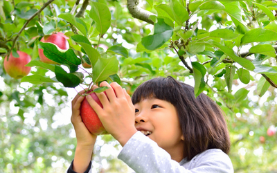 apple picking